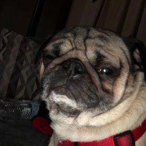 Meet your Posher, Chris